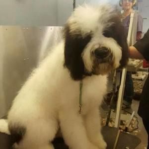 Meet your Posher, Rajesh